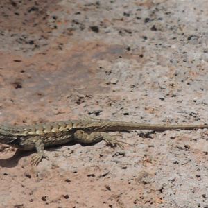 western fence lizard