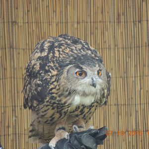 eagle owl