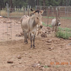 zonkey
