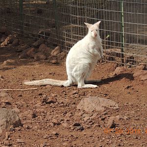 albino bennett's wallaby