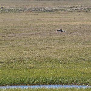 Arctic Fox - Alaska