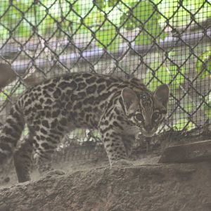 Ocelot cub - Cats of Texas