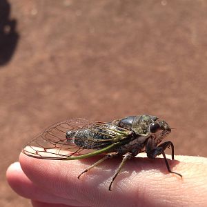 Dog-day cicada