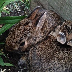 Eastern cottontail rabbit babies