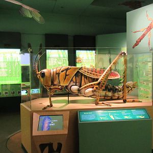 Butterfly Center - Hall of Entomology (Eastern Lubber Grasshopper)