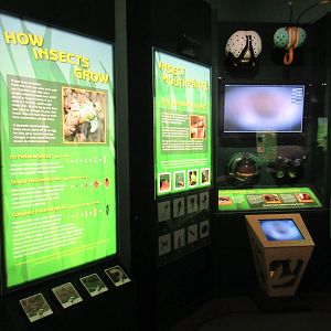 Butterfly Center - Hall of Entomology