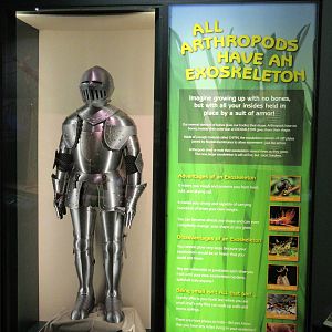 Butterfly Center - Hall of Entomology