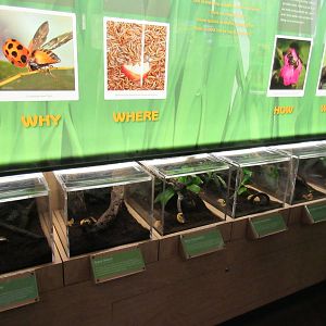 Butterfly Center - Hall of Entomology