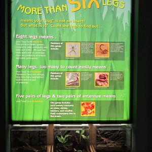 Butterfly Center - Hall of Entomology