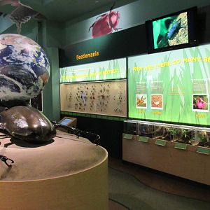 Butterfly Center - Hall of Entomology (Awesome Atlas Beetle Statue)