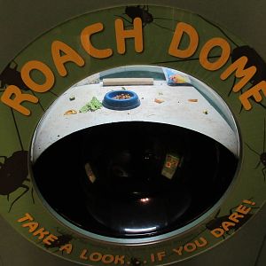 Butterfly Center - Hall of Entomology (Roach Dome)
