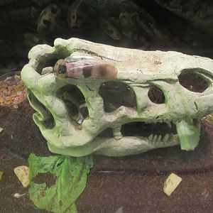 Butterfly Center - Hall of Entomology (Cave Cockroach)