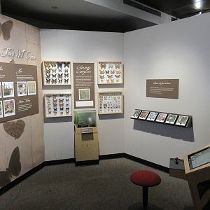 Butterfly Center - Hall of Entomology