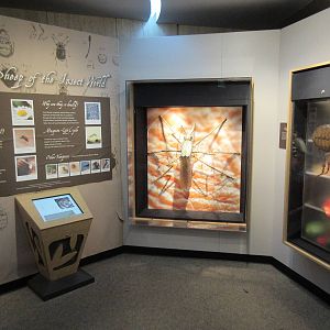 Butterfly Center - Hall of Entomology