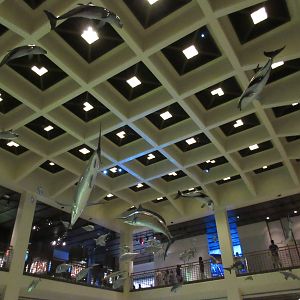 Main Courtyard - Aquatic Animals Hanging from Ceiling