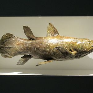 The Hall of Paleontology - Coelacanth