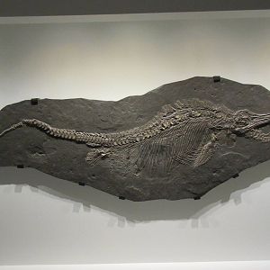 The Hall of Paleontology - Stenopterygius