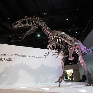 The Hall of Paleontology - Allosaurus