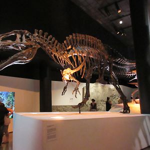 The Hall of Paleontology - Acrocanthosaurus