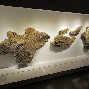 The Hall of Paleontology - Triceratops Skin in 3D