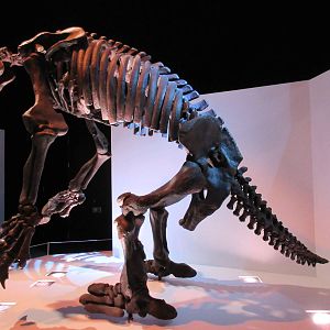 The Hall of Paleontology - Eremotherium