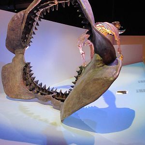 The Hall of Paleontology - Megolodon Jaws