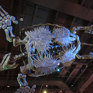 The Hall of Paleontology - Ninja Turtle?