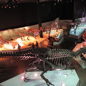 The Hall of Paleontology - from overlook deck