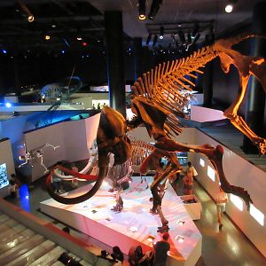 The Hall of Paleontology - from overlook deck