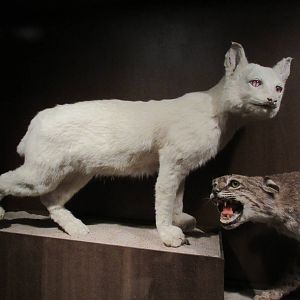 Hall of Texas Wildlife - Albino Bobcat (and normal Bobcat)