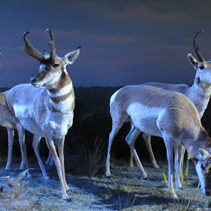 Hall of Texas Wildlife - Pronghorn