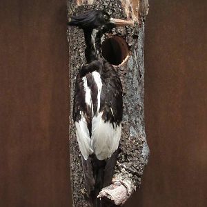 Hall of Texas Wildlife - Ivory-Billed Woodpecker (now extinct)