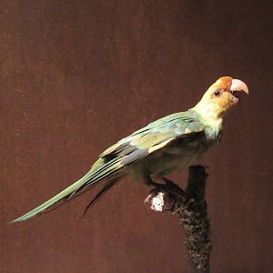 Hall of Texas Wildlife - Carolina Parakeet (now extinct)