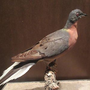 Hall of Texas Wildlife - Passenger Pigeon (now extinct)