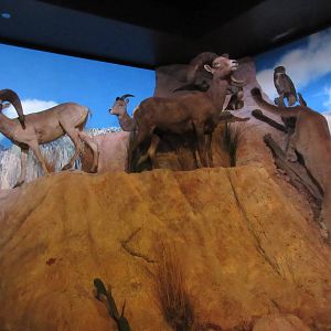 Hall of Texas Wildlife