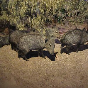Hall of Texas Wildlife