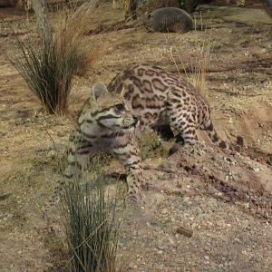 Hall of Texas Wildlife - Ocelot
