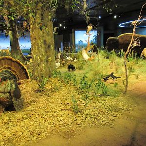 Hall of Texas Wildlife