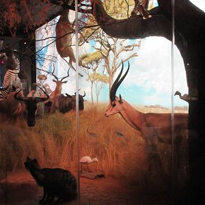 Hall of African Wildlife