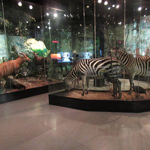 Hall of African Wildlife - lots of glare!