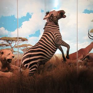 Hall of African Wildlife