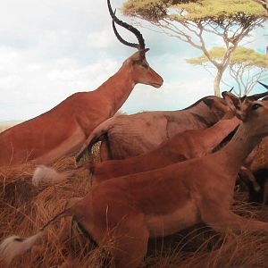 Hall of African Wildlife