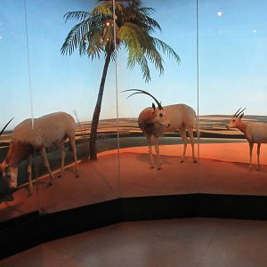 Hall of African Wildlife