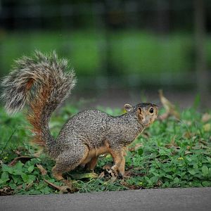Fox Squirrel - Texas