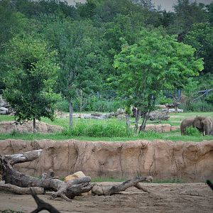 Giants of the Savanna - African Elephant Exhibit