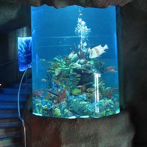 First Tank (stairs lead upstairs to restaurant)