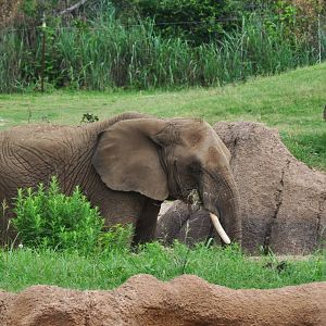 African Elephant
