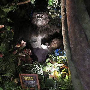 Animatronic Lowland Gorilla