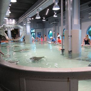 Stingray/Shark Touch Tank