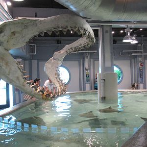 Stingray/Shark Touch Tank